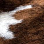 haired hide - tri-color